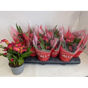 ZANT ROYAL VALENTINE