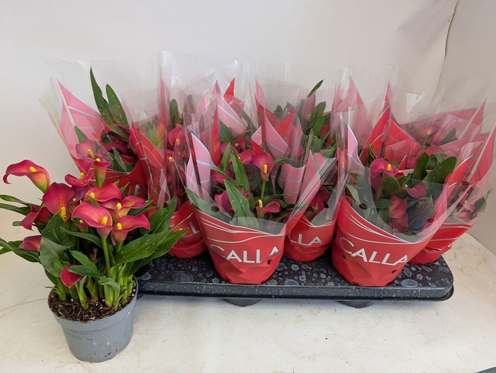 <h4>ZANT ROYAL VALENTINE</h4>