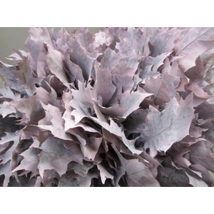 Quer Rubra Rose (frost) L60