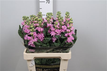 <h4>Matth Iron Pink</h4>