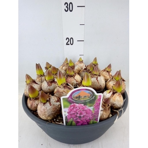 Hyacinthus orie. 'Miss Saigon'