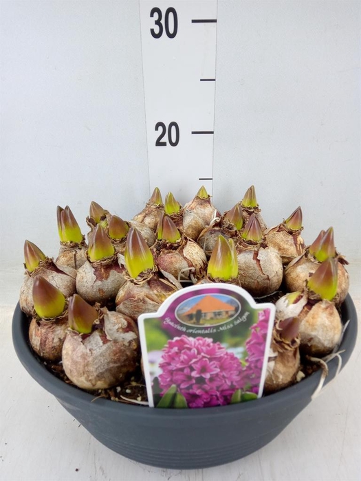 <h4>Hyacinthus orie. 'Miss Saigon'</h4>