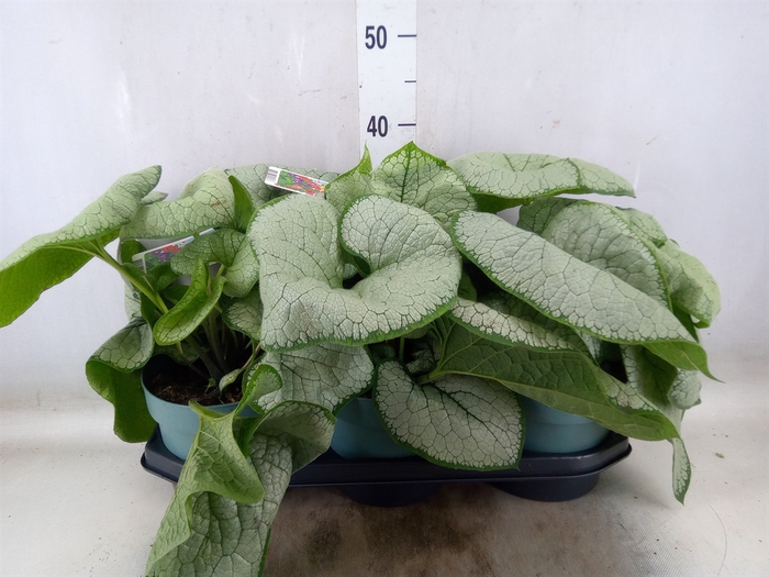 <h4>Brunnera macrophylla   ...</h4>