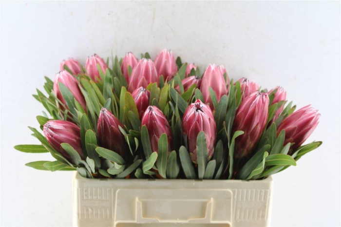<h4>PROTEA LIEBEN CHERRY</h4>