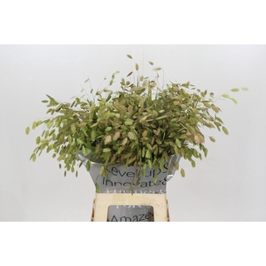 Chasmanthium Green