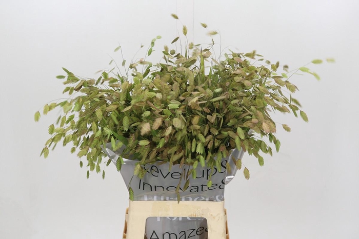 <h4>Chasmanthium Green</h4>