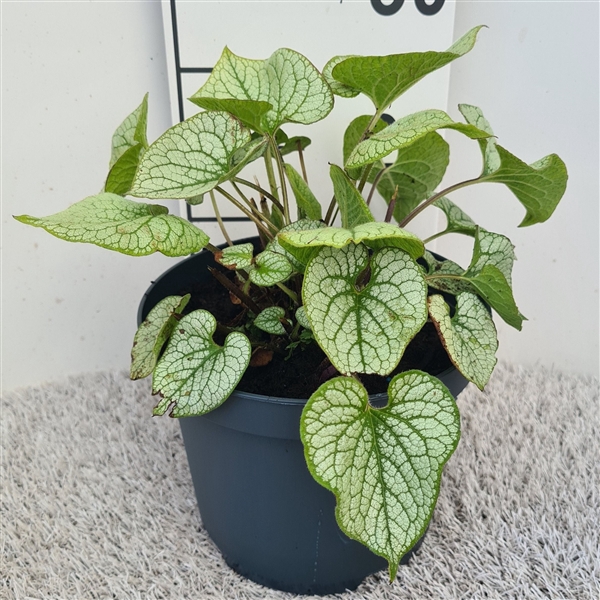<h4>Brunnera mac. Jack Frost P19</h4>