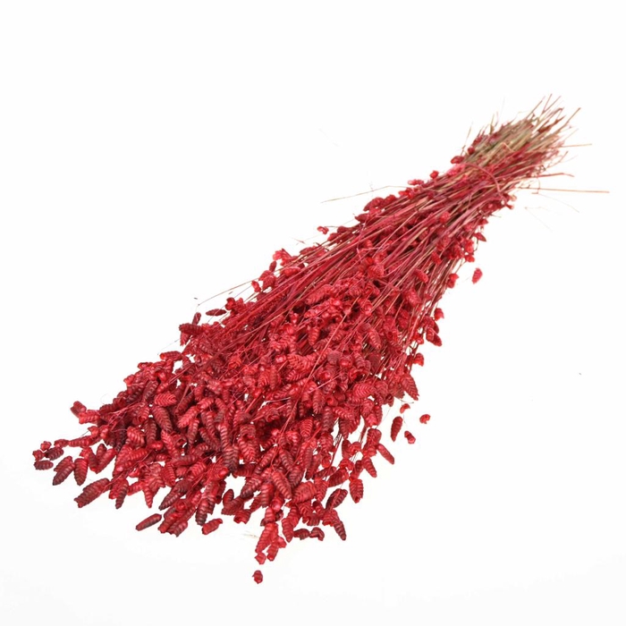 <h4>Briza Maxima Red</h4>