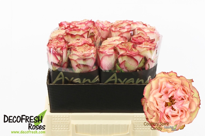 <h4>R Gr Country Candy Ayana</h4>