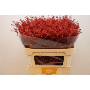 Lep Klb Red