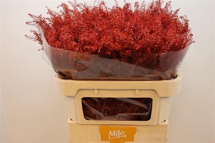 <h4>Lep Klb Red</h4>