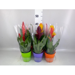 Vriesea   ...mix 6