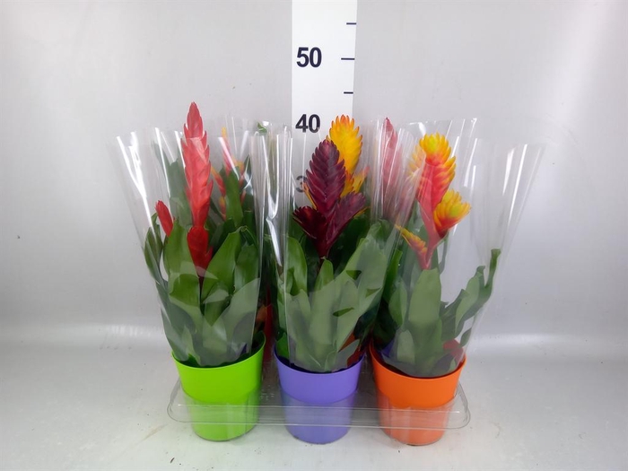 <h4>Vriesea   ...mix 6</h4>