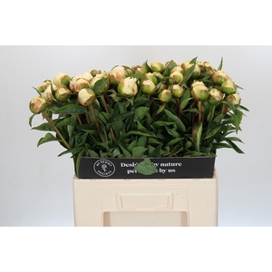 Paeonia Bridal Grace