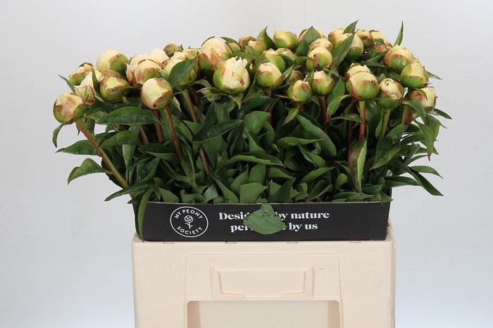 <h4>Paeonia Bridal Grace</h4>