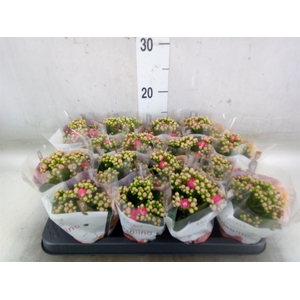 Kalanchoe blos. 'RosDon Nando'