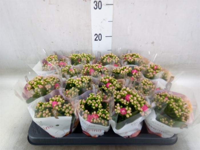 <h4>Kalanchoe blos. 'RosDon Nando'</h4>