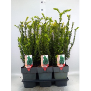 Taxus baccata   ...