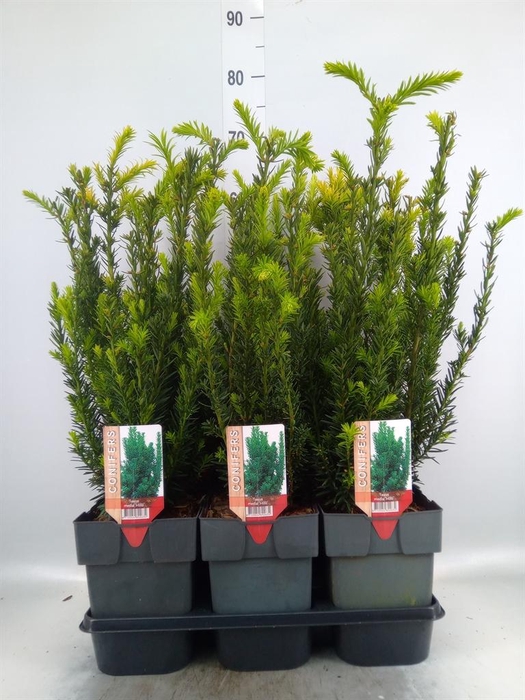 <h4>Taxus baccata   ...</h4>