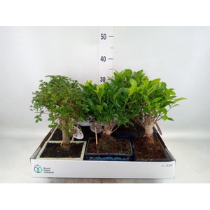 Bonsai   ...mix
