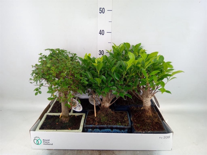 <h4>Bonsai   ...mix</h4>