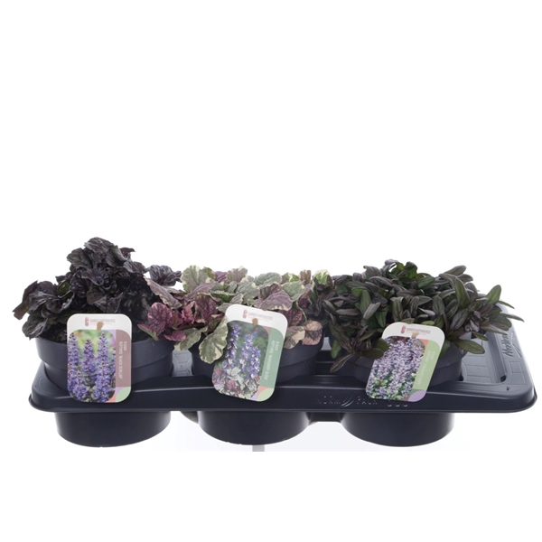 <h4>Ajuga reptans mix tray</h4>