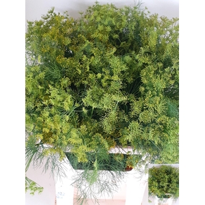 ANETHUM GRAVEOLENS
