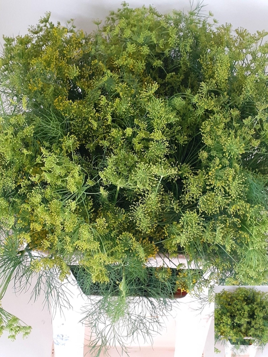 <h4>ANETHUM GRAVEOLENS</h4>