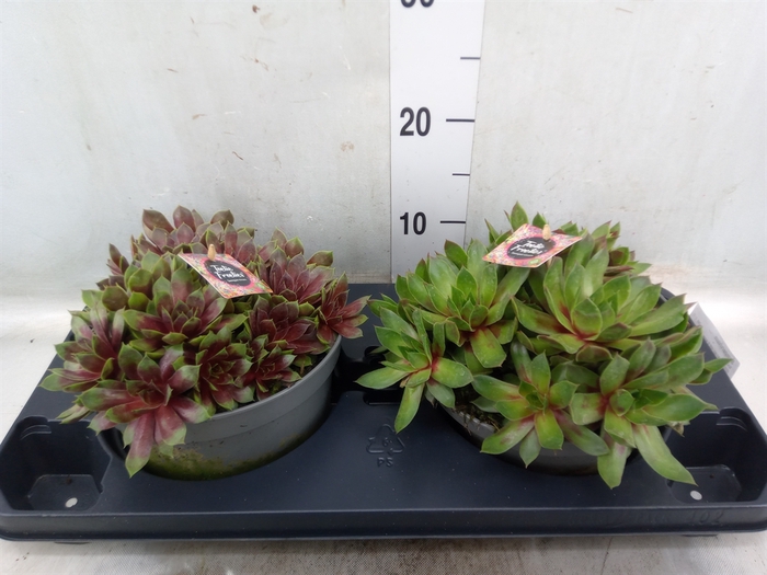 <h4>Sempervivum   ...</h4>