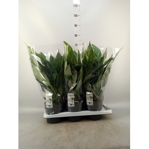 Spathiphyllum  'Diamond'