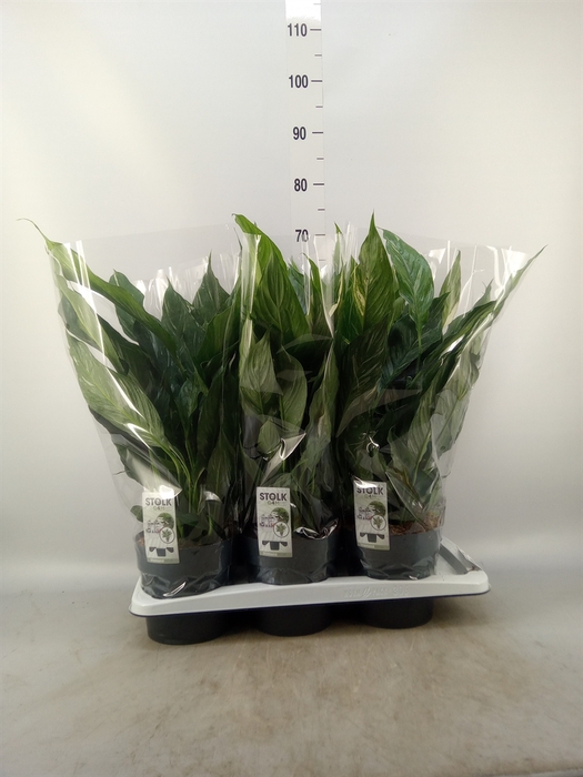 <h4>Spathiphyllum  'Diamond'</h4>