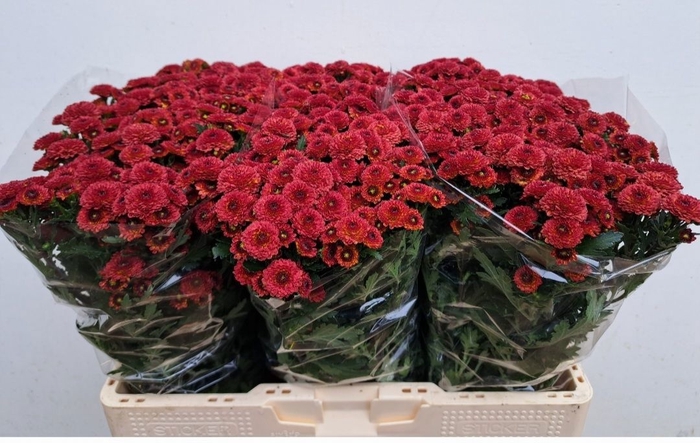 <h4>Chrys sa tammy red</h4>