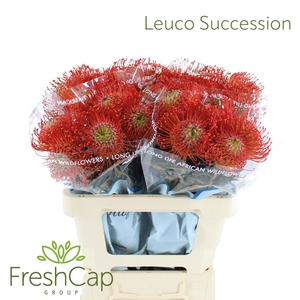 Leuco Succession