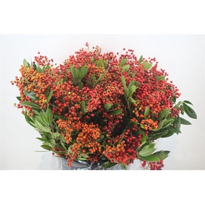 Photinus Berry Red P Bunch