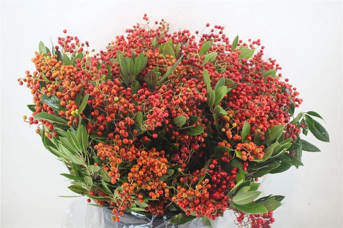 <h4>Photinus Berry Red P Bunch</h4>