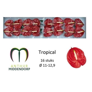 Anth A Tropical 11 cm X16 Middendorp