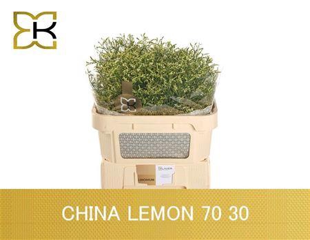 <h4>Lim Sin China Lemon</h4>
