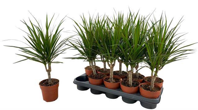 <h4>Dracaena marginata</h4>