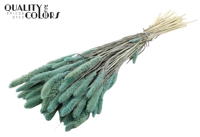 Setaria per bunch Bleached  Frosted Light Blue