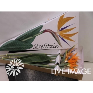 Strelitzia triangle box