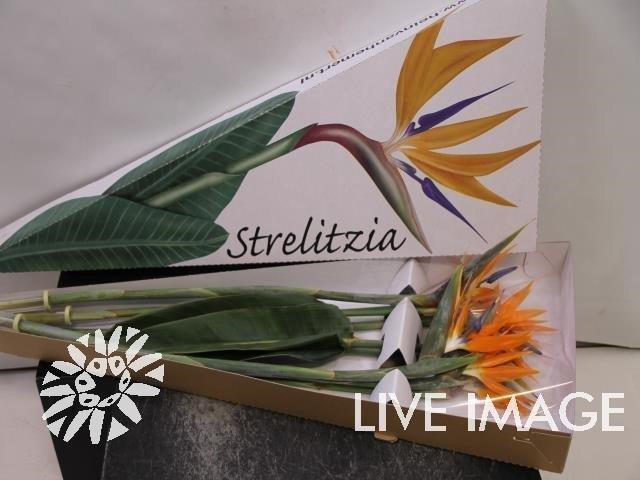 <h4>Strelitzia triangle box</h4>