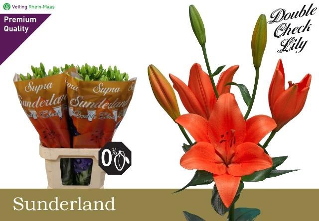 <h4>LI LA SUNDERLAND</h4>