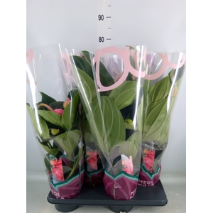 Medinilla magn. 'Flamenco'