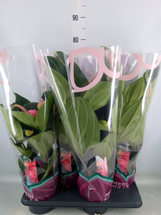<h4>Medinilla magn. 'Flamenco'</h4>