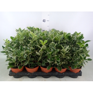 Euonymus fortunei 'Silver Queen'