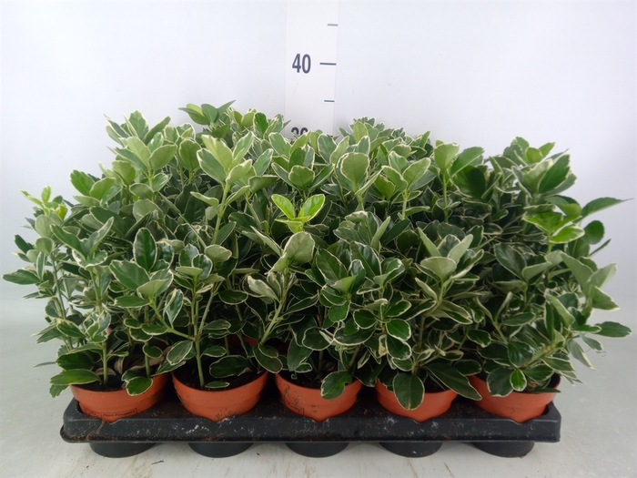 <h4>Euonymus fortunei 'Silver Queen'</h4>