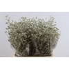 Dried Limonium Diamond Platina Pst