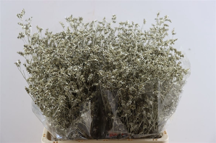 <h4>Dried Limonium Diamond Platina Pst</h4>