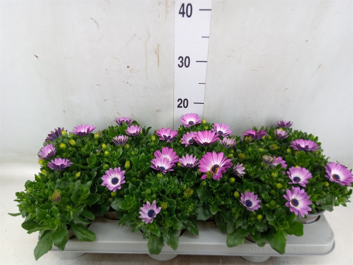 <h4>Osteospermum  'FlowPow Light Pink'</h4>