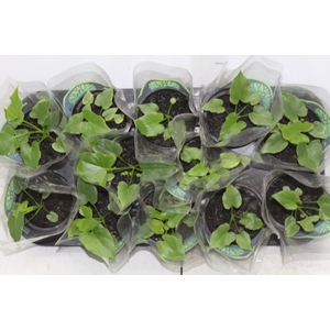 PHILODENDRON BIPINNATIFIDUM P11